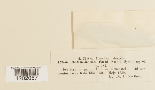 Actinonema rubi image