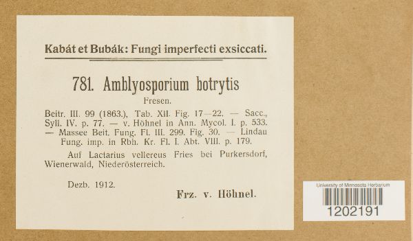 Amblyosporium botrytis image