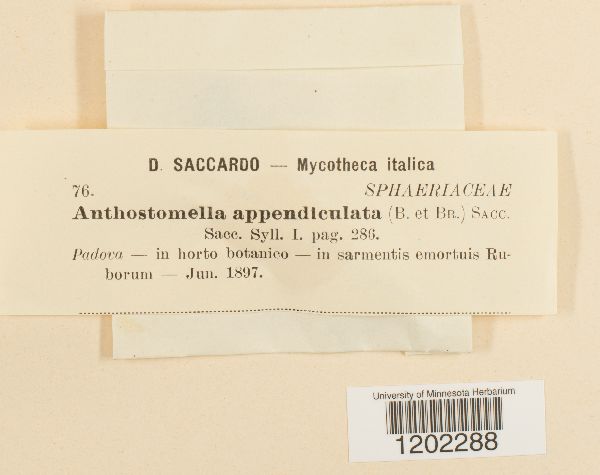 Anthostomella appendiculata image