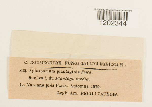 Apiosporium plantaginis image