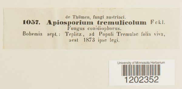Apiosporium tremulicola image
