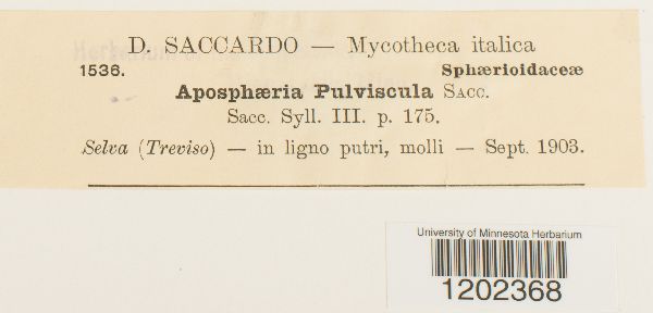 Aposphaeria pulviscula image