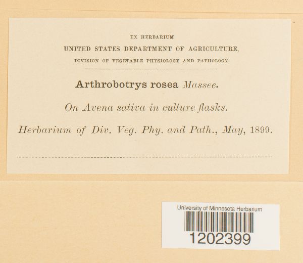 Arthrobotrys rosea image