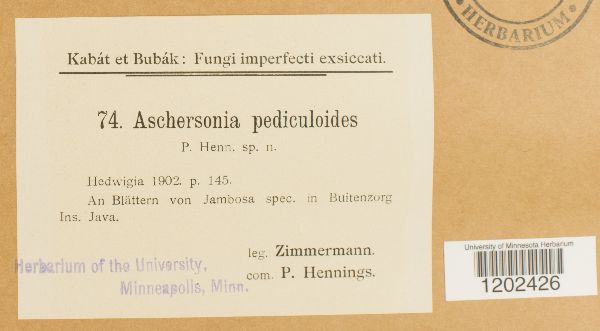 Aschersonia pediculoides image