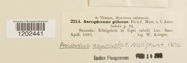 Ascobolus equinus image