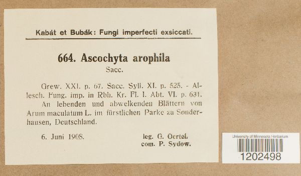 Ascochyta arophila image