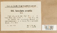 Image of Ascochyta arophila