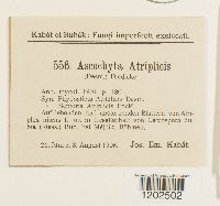 Image of Ascochyta atriplicis