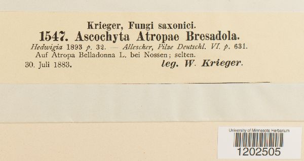 Ascochyta atropae image