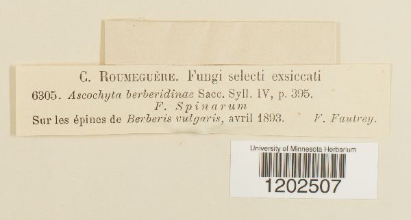 Ascochyta berberidina image