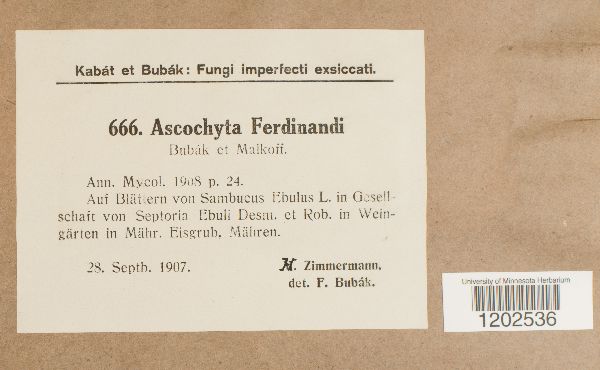 Ascochyta ferdinandi image