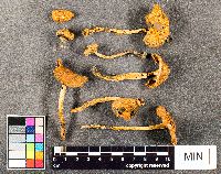 Cortinarius maculipes image