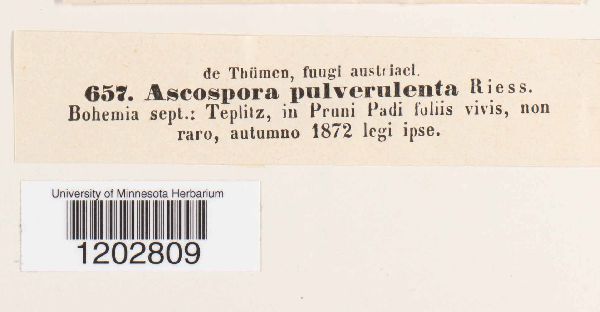 Ascospora pulverulenta image
