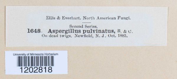 Aspergillus pulverulentus image