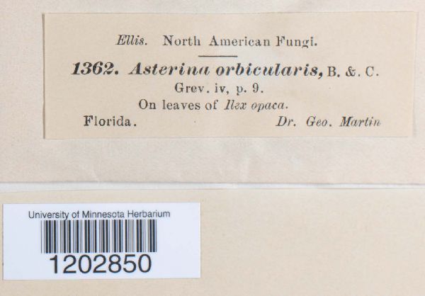 Asterina orbicularis image