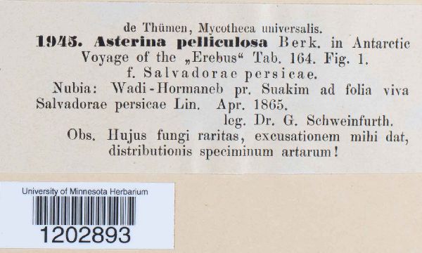 Asterina pelliculosa image