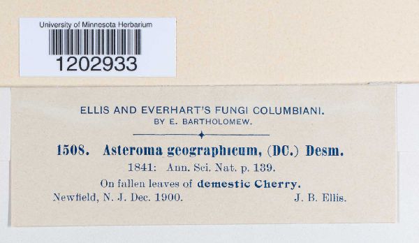 Asteroma geographicum image