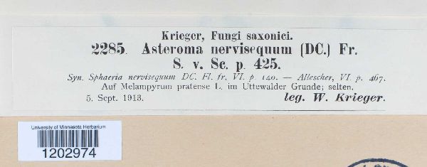 Asteroma nervisequum image