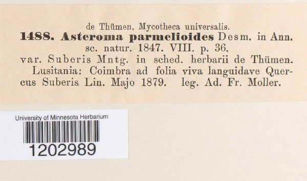 Asteroma parmelioides image