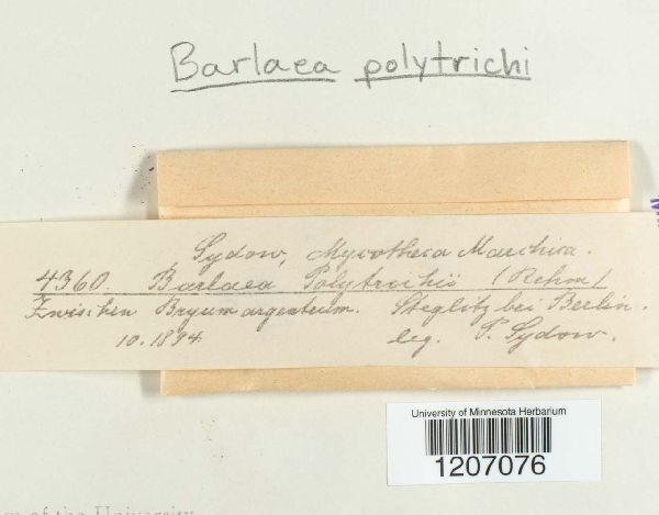 Barlaea polytrichi image