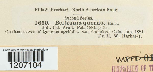 Beltrania querna image