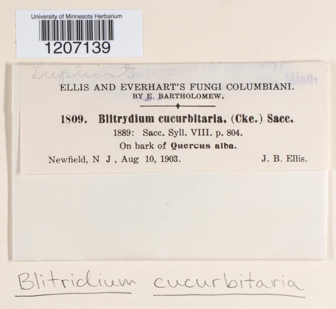 Blitridium cucurbitaria image