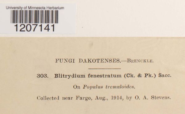 Blitridium fenestratum image