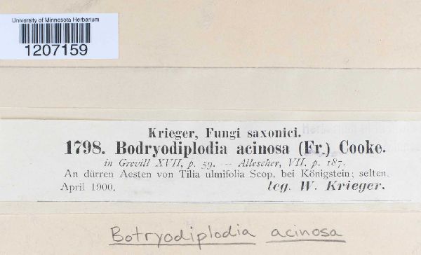 Botryodiplodia acinosa image