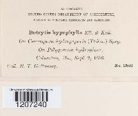 Botrytis hypophylla image