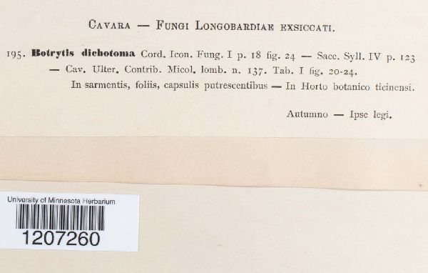 Botrytis dichotoma image