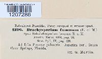Brachysporium fumosum image