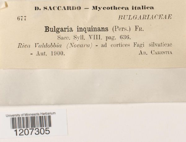 Bulgariaceae image