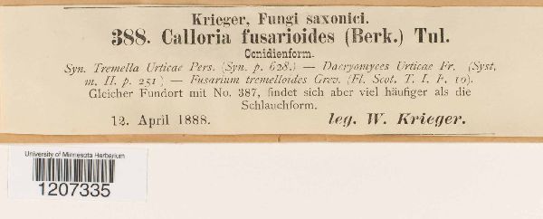 Calloria image