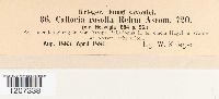 Calloria rosella image