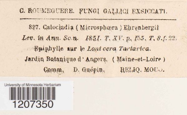 Calocladia ehrenbergii image