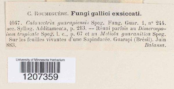 Calonectria guarapiensis image