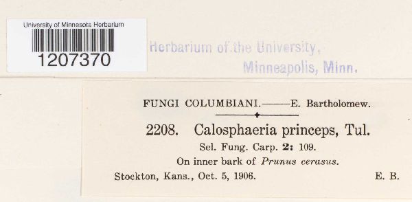 Calosphaeria princeps image