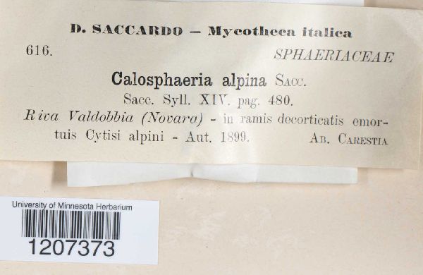 Calosphaeria alpina image