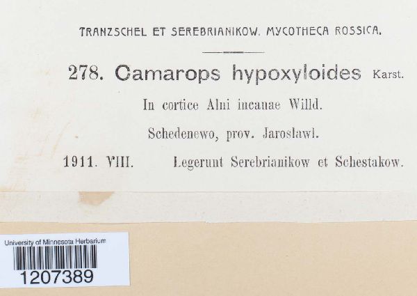 Camarops hypoxyloides image