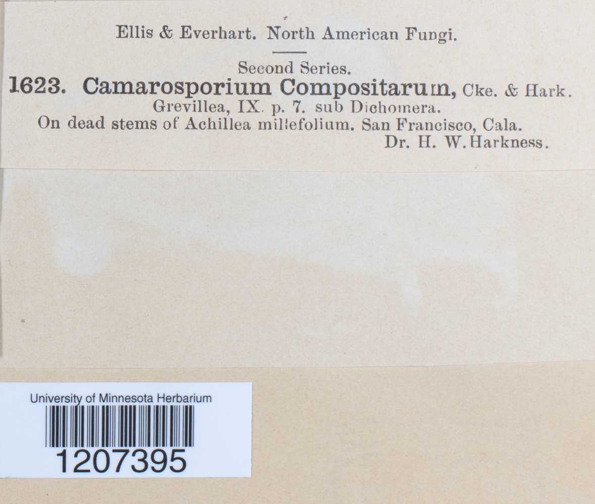 Camarosporium compositarum image
