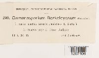 Camarosporium berkeleyanum image