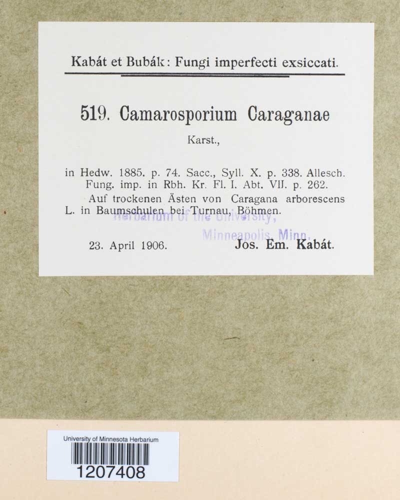 Camarosporium caraganae image