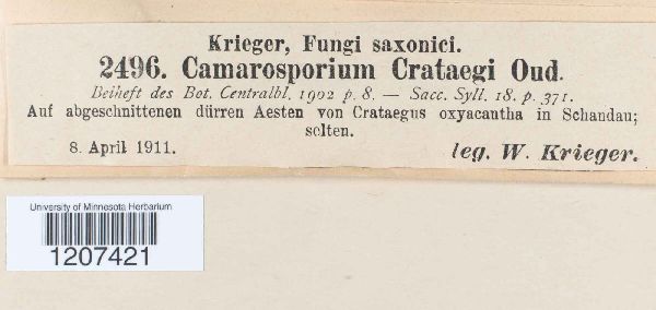 Camarosporium crataegi image