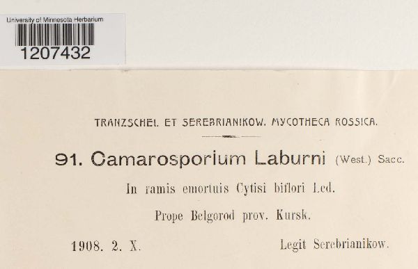 Camarosporium laburni image