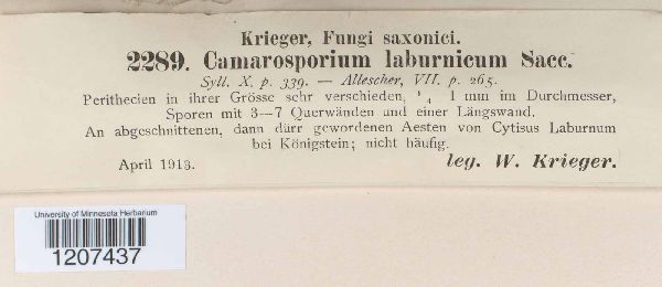 Camarosporium laburnicum image