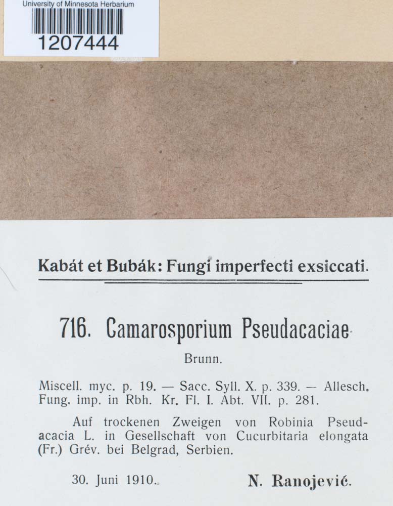Camarosporium pseudacaciae image