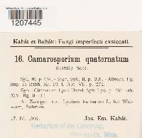 Camarosporium quaternatum image