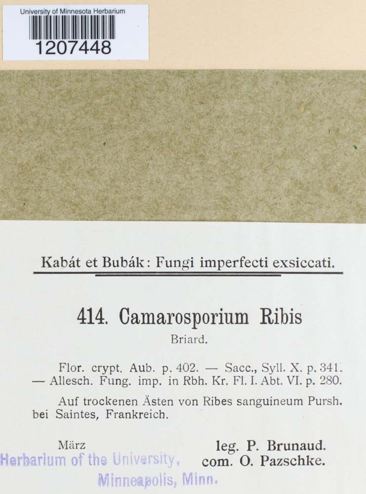 Camarosporium ribis image