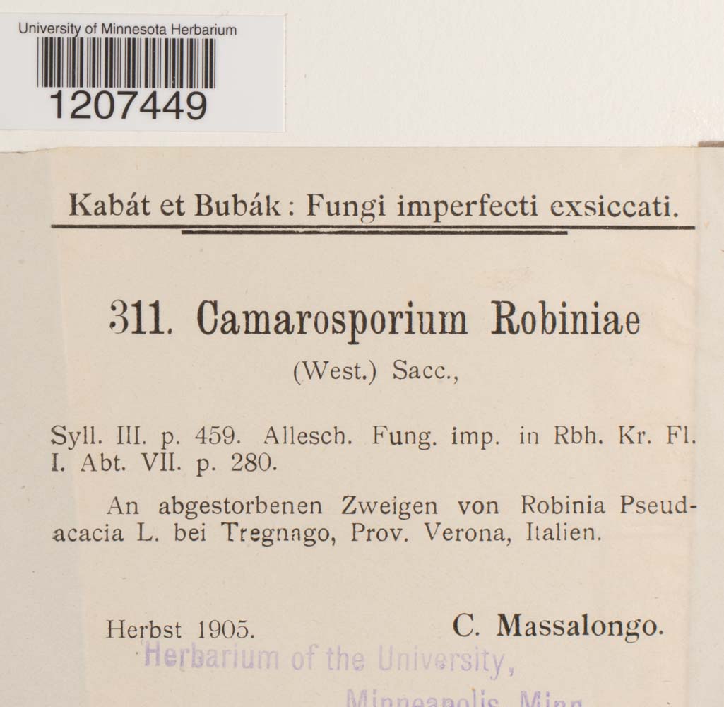 Camarosporium robiniae image