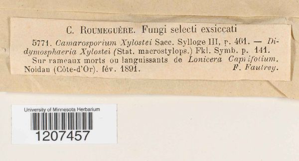 Camarosporium xylostei image